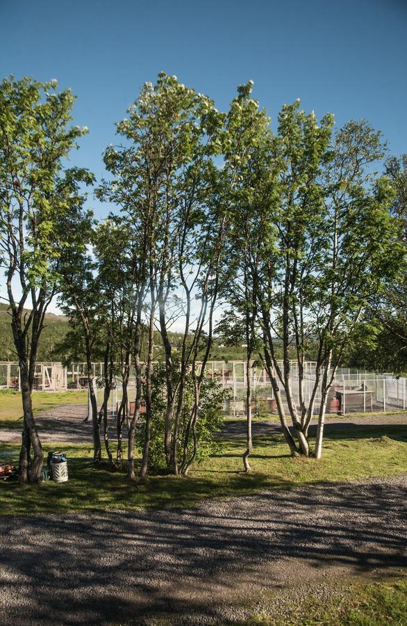 Husky Lodge Hostel Kiruna Exteriör bild